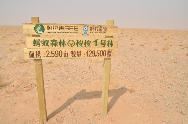 螞蟻森林